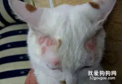 轻微猫癣处理，轻微猫癣多长时间能好？