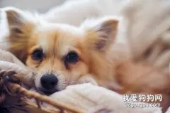 博美怀孕便秘能吃药吗，博美怀孕便秘怎么处理?