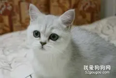 小猫身上长了猫癣能剃毛上药吗