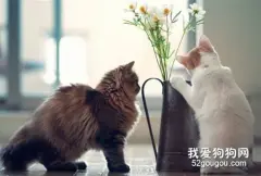 猫咪初情期有什么变化，猫咪发情初期是什么样的?