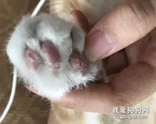 猫咪脚趾猫癣怎么处理?