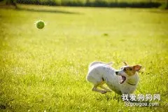 狗狗毛发不好怎么办？