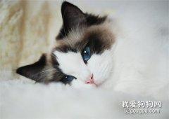 布偶猫感冒了能好吗，布偶猫感冒会传染吗?
