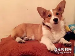 柯基掉毛是什么原因?