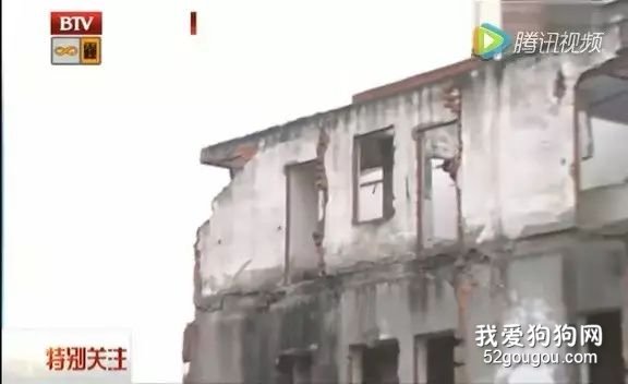 那个拼了命救下跳楼少女的英雄狗狗，最后还是被