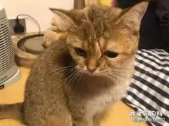 主人看到橘猫脸上一道血印，瞬间不淡定了，以为被砍了一刀，原来……