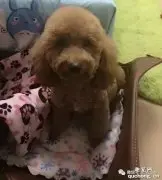 泰迪妈妈太厉害了，足足生了一队足球队