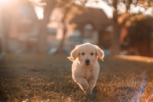 十大最萌的小型犬