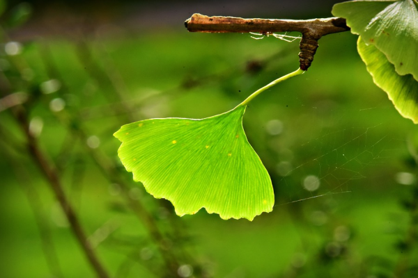 银杏树 Ginkgo Tree