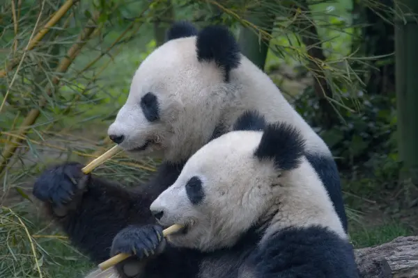 可爱的熊猫 Lovely Panda