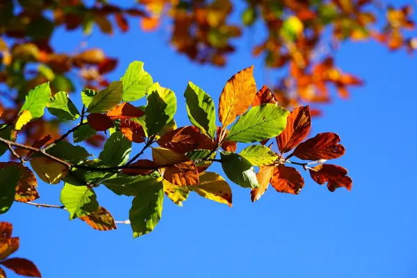 大自然的美 The Beauty of Nature 