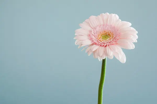 如何庆祝教师节 How to Celebrate Teachers' Day