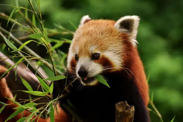 保护野生动物 Protecting the Wild Animals