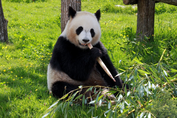 可爱的熊猫 Lovely Panda