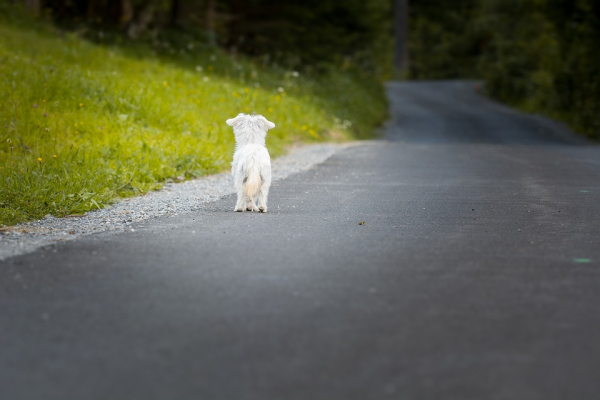 养宠物就要有责任 Keep Pets, Keep Responsibility