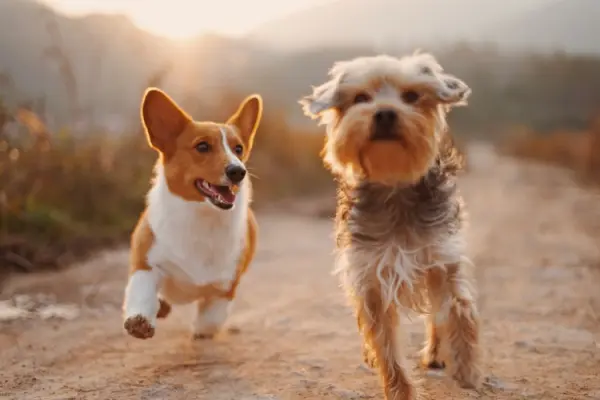 宠物,我们的朋友或敌人？ Pets--Our Friends or Enemies?