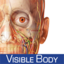 Human